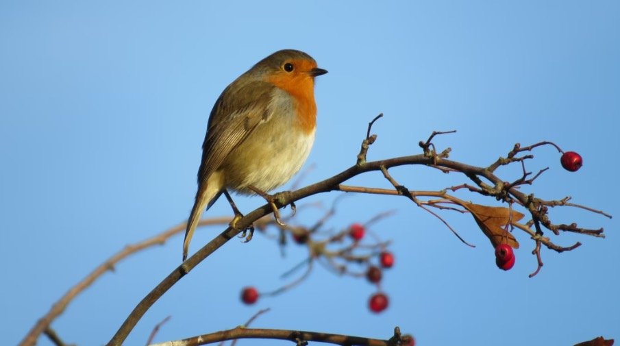 Robin Symbolism