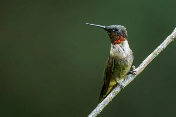 Ruby-throated Hummingbirds