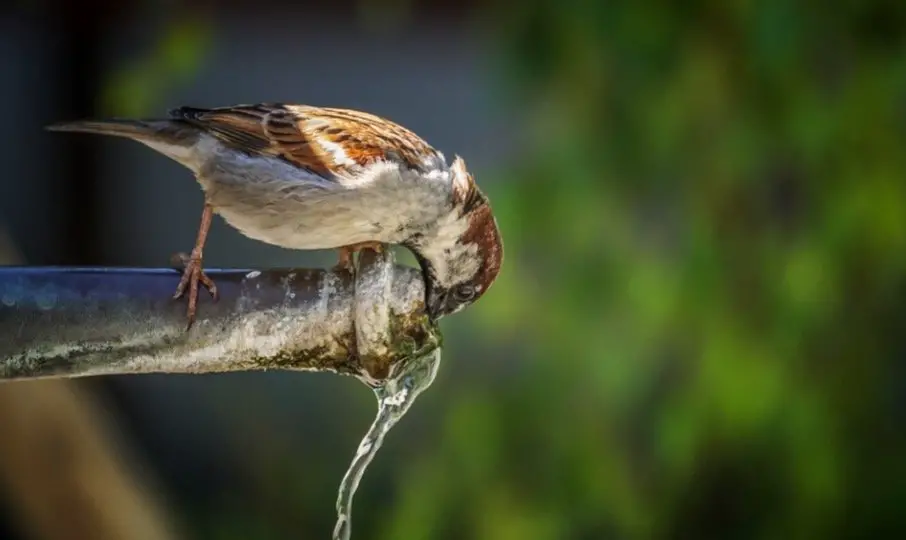 Sparrow Symbolism