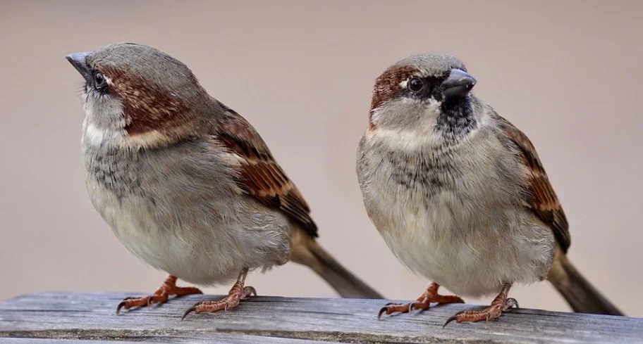 Sparrow Symbolism