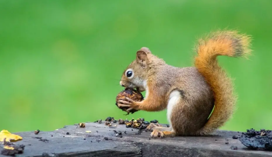 Squirrel Symbolism