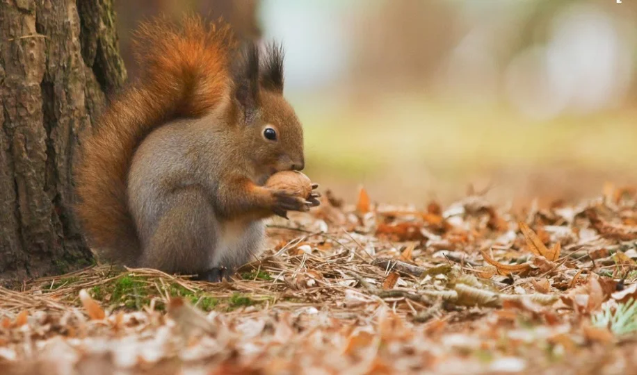 Squirrel Symbolism