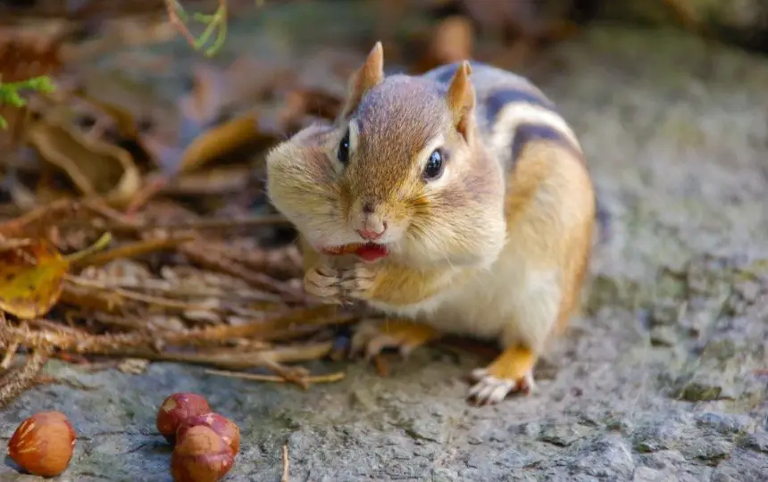 Squirrel Symbolism