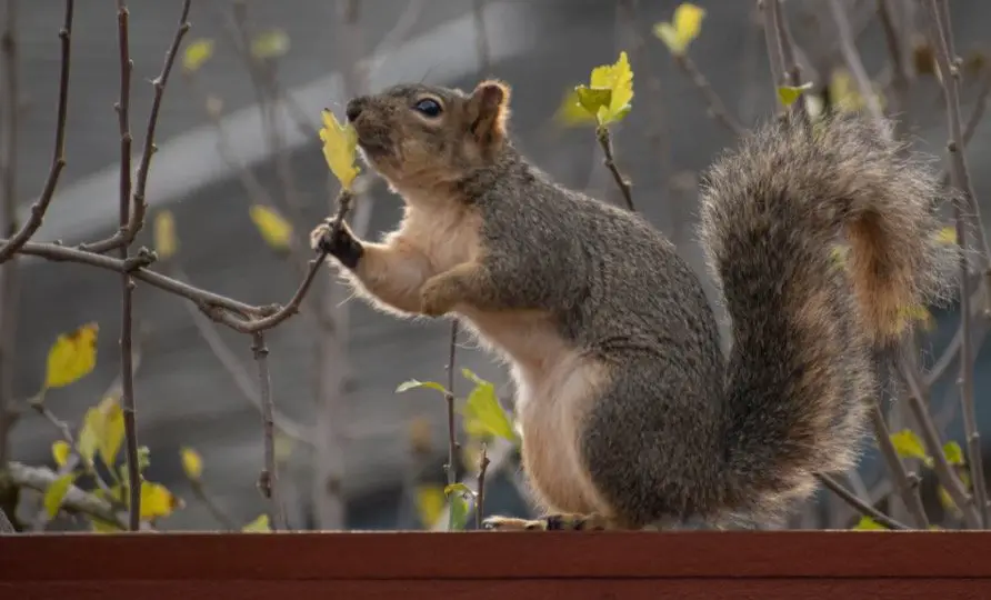 Squirrel Symbolism