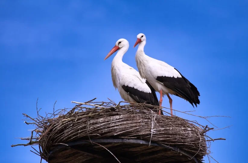 Stork Symbolism