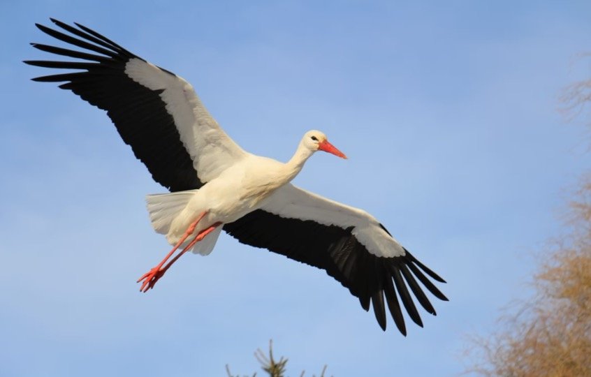 Stork Symbolism