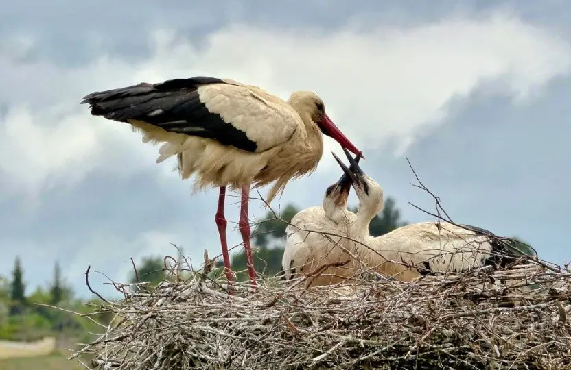 Stork Symbolism