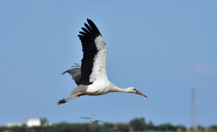 Stork Symbolism