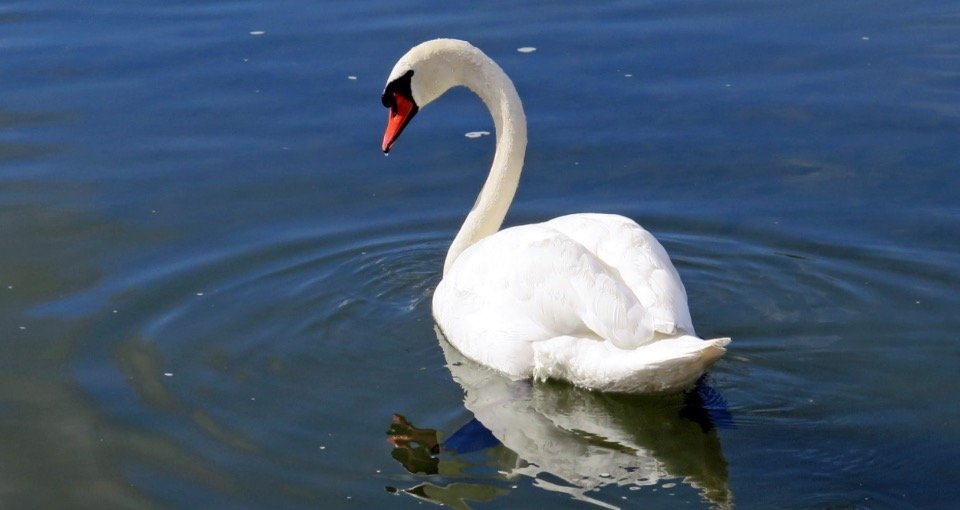 Swan Symbolism: Spiritual Meaning, Totem, Spirit, & Omens
