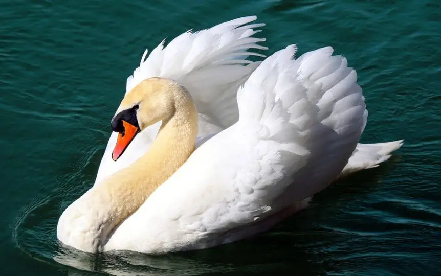 Swan Symbolism