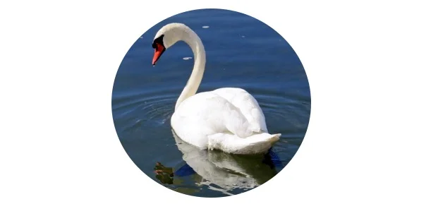 Swan Symbolism