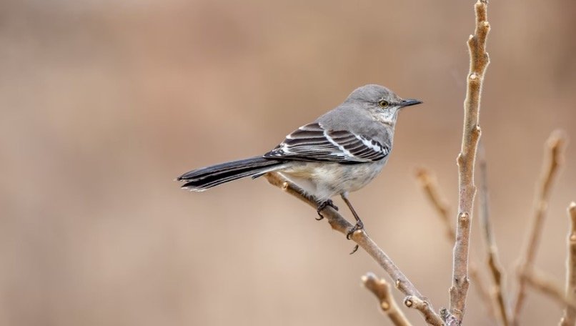 Texas State Bird - Northern Mockingbirds