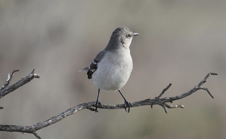 Texas State Bird - Northern Mockingbirds