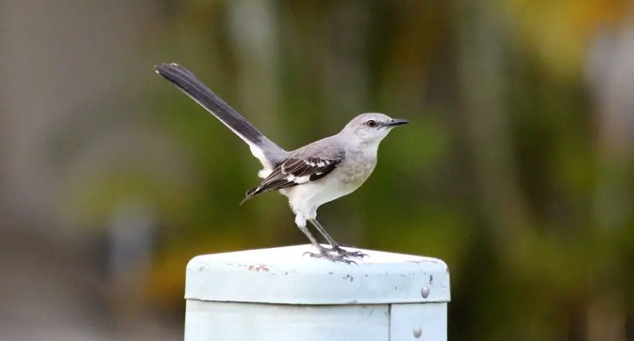 Texas State Bird - Northern Mockingbirds