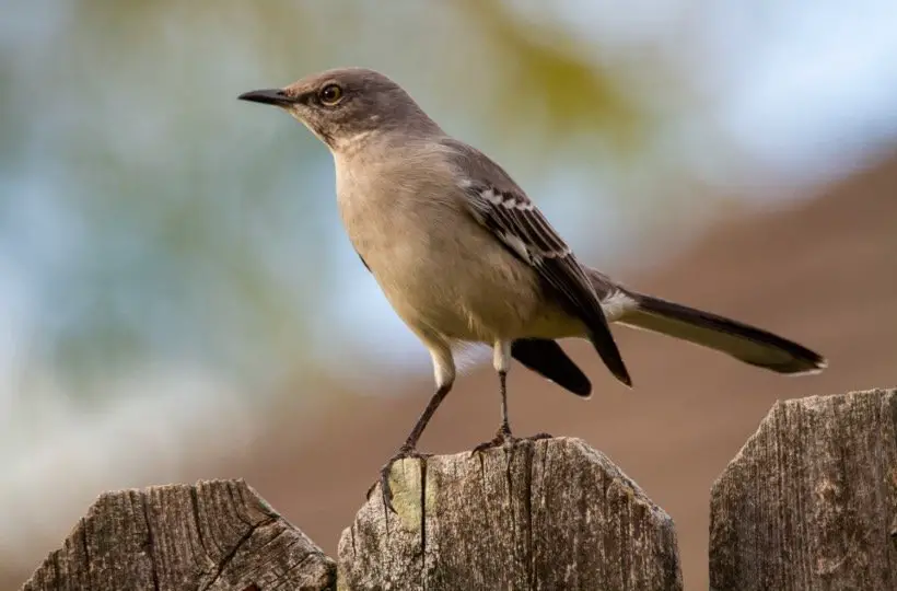 Texas State Bird - Northern Mockingbirds