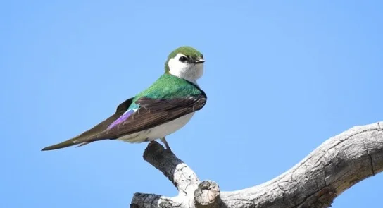 Violet-green Swallow