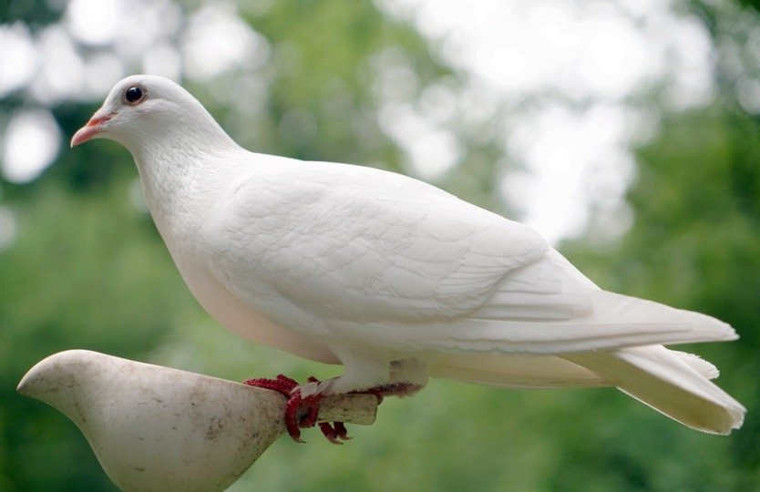 What Sounds Do Doves Make