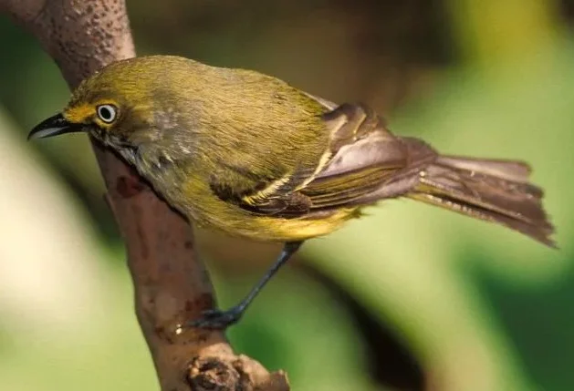 White-eyed Vireos