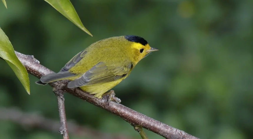 Wilson's Warblers