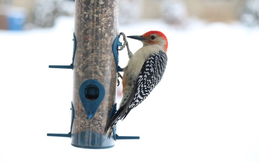 Woodpeckers Feeding in backyard