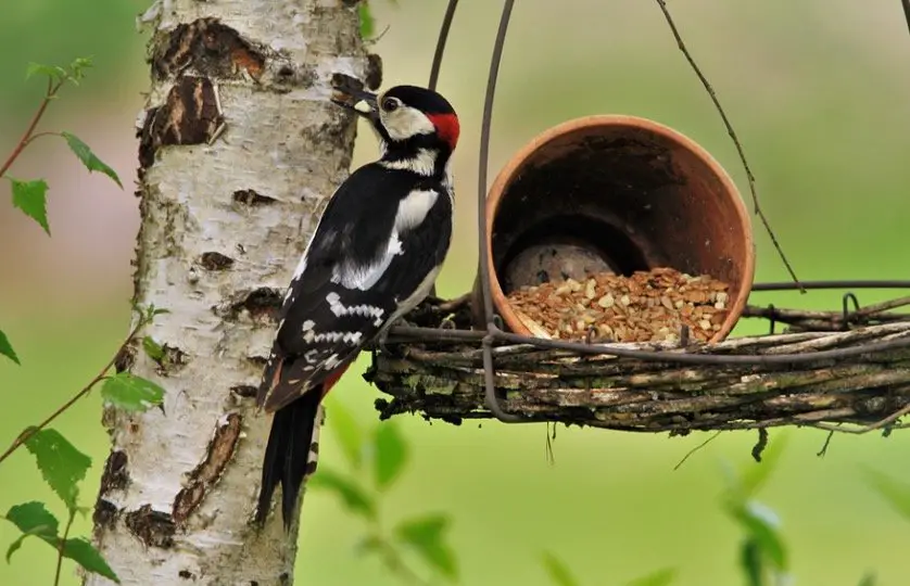Woodpeckers Feeding in backyard