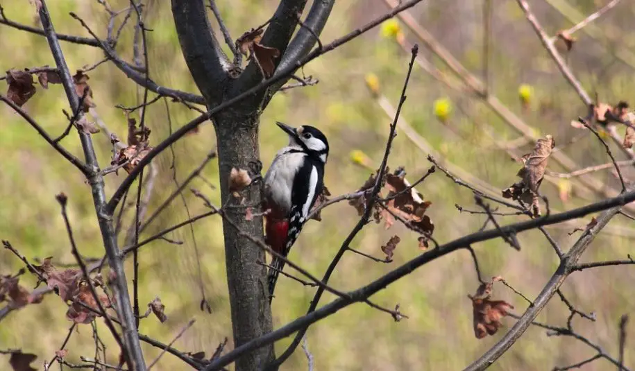 Woodpeckers Sitting at backyard plants