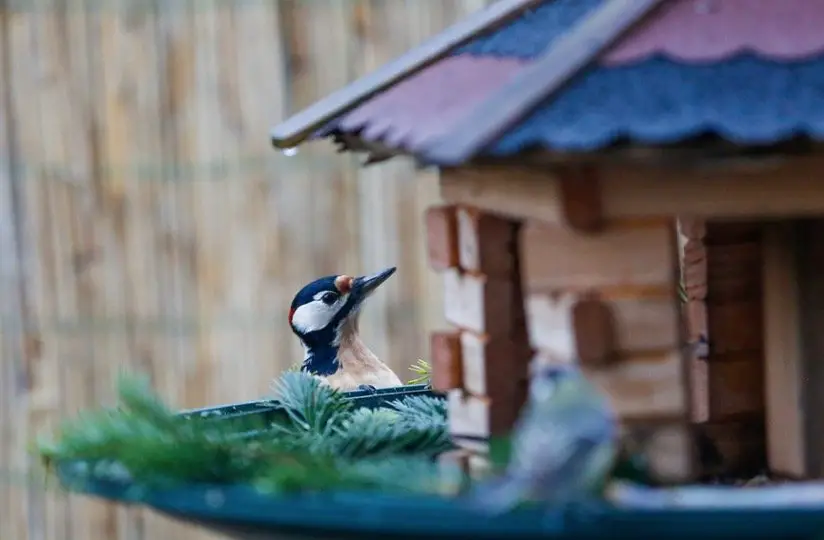 Woodpeckers backyard house