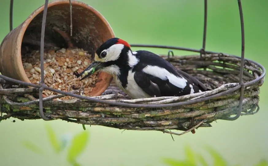 Woodpeckers feeding station in backyard