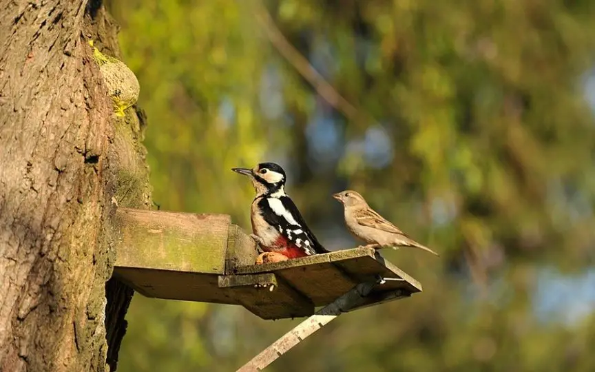 Woodpeckers house at backyard