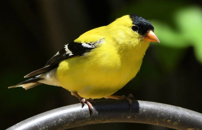 Yellow Finche