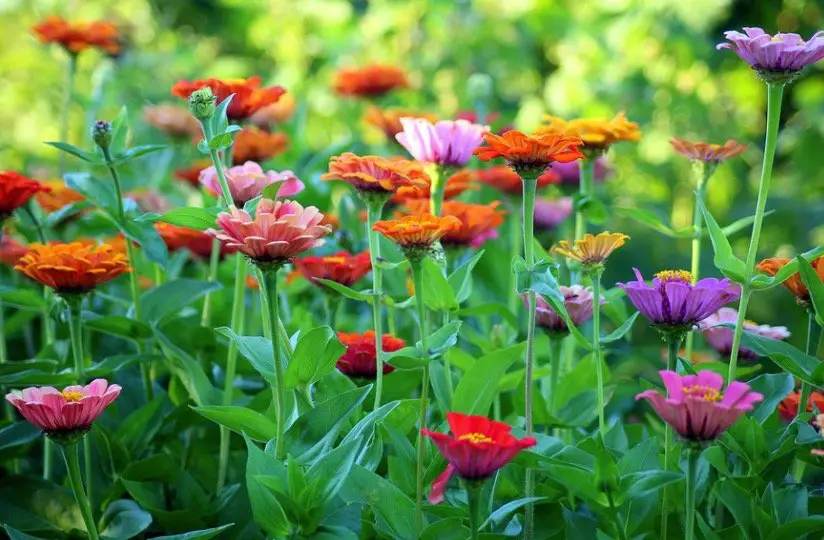 Zinnia Flower