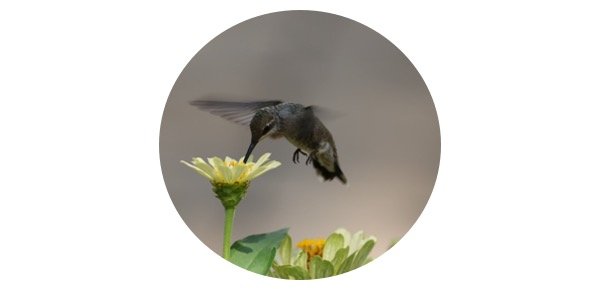 best-flowers-for-attracting-hummingbirds