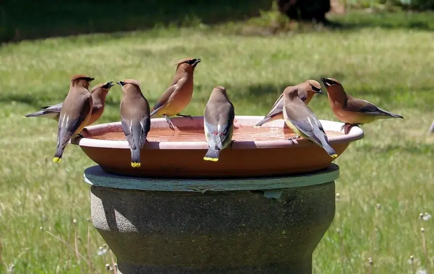 bird bath-how to attract birds
