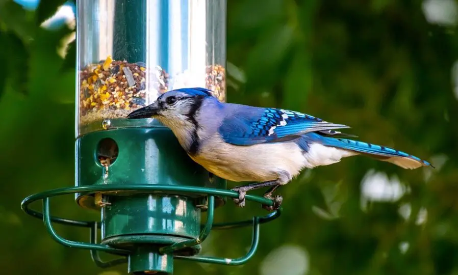 How To Attract Birds To Your Yard Fast