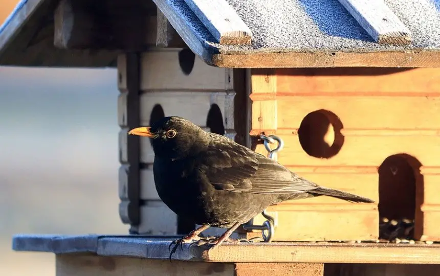 bird house-how to attract birds