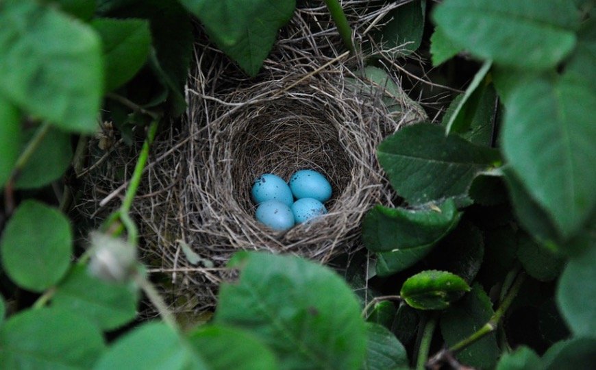 bird nesting-how to attract birds