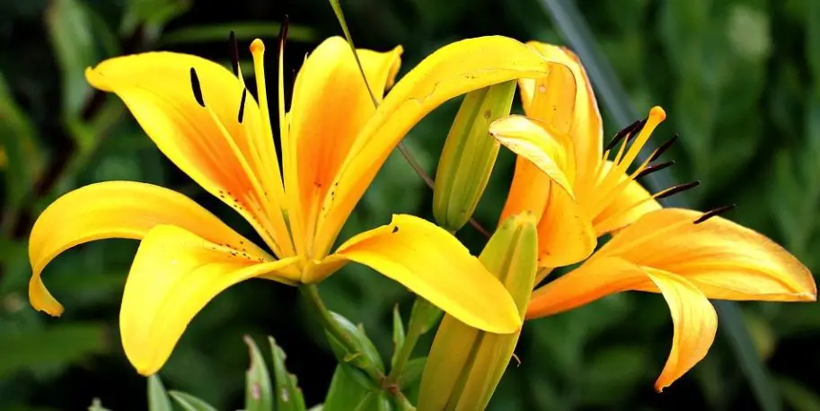 Lilies Flower