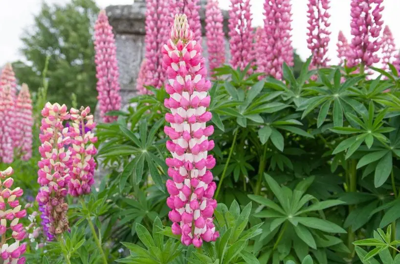 Lupine Flower