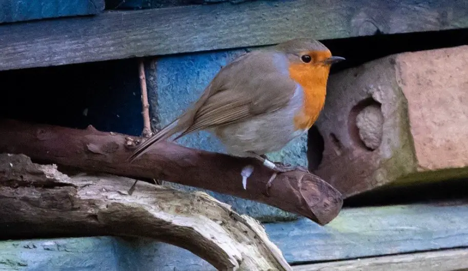 perching stick-how to attract birds