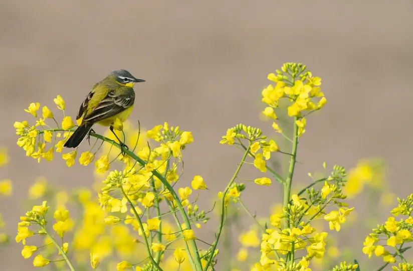 plants that attract birds