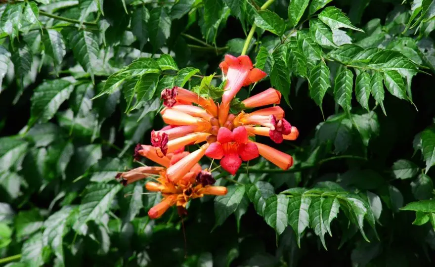 Trumpet Honeysuckle