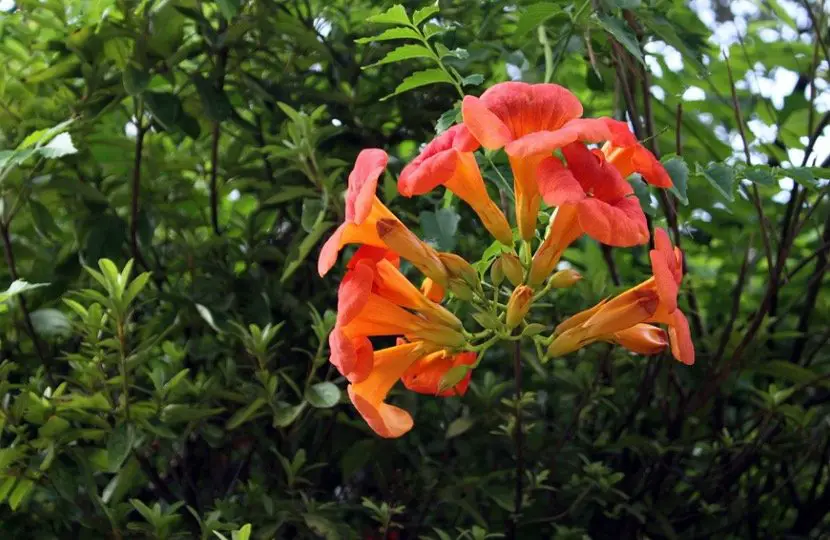 Trumpet Vine Flower