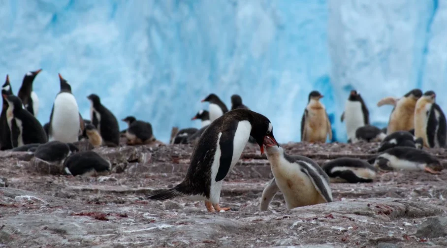 Baby Adelie Penguin