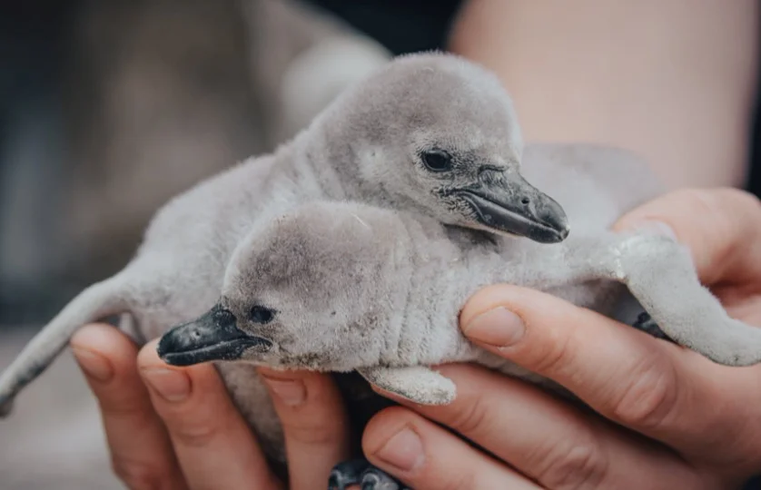 Baby African Penguin