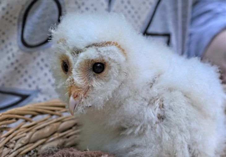 Baby Barn Owl