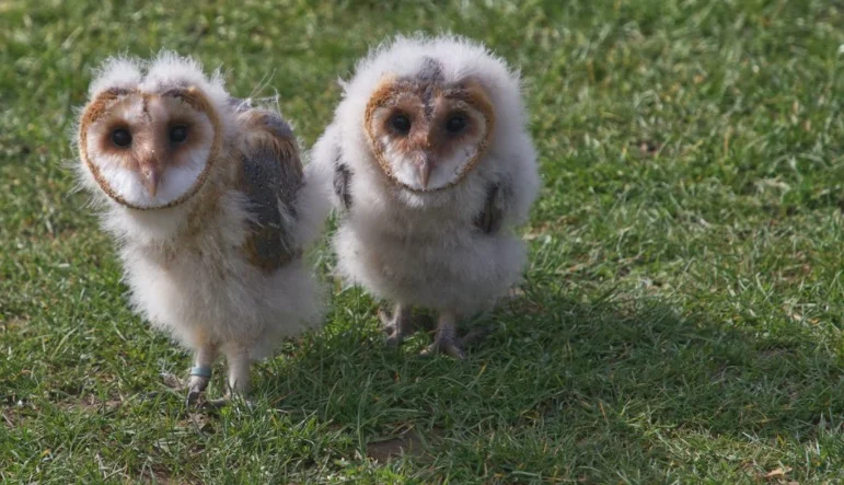 Baby Barn Owls on the ground