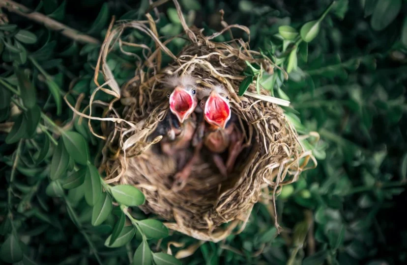 Baby Bird Crying in Nest