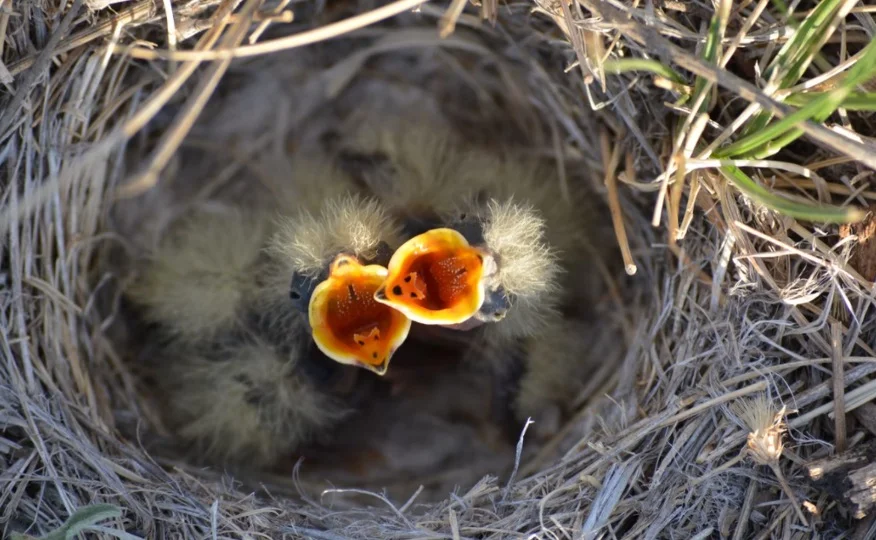 Baby Bird in their nest