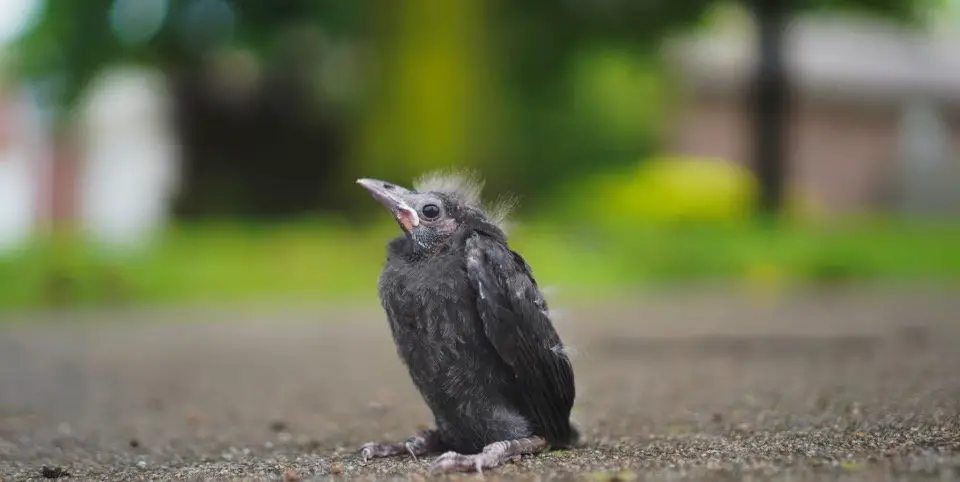 Baby Bird on ground