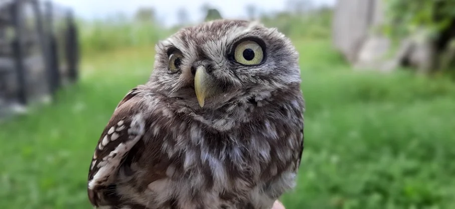 Baby Burrowing Owl